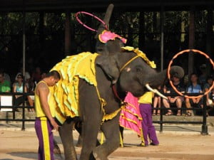 خانه سالمندان فیل ها پاتایا تایلند