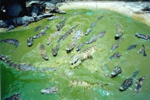 مزرعه تمساح بانکوک تایلند