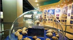 موزه صدف های دریایی پوکت تایلند