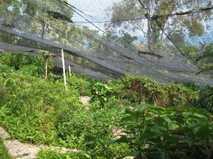 باغ پروانه ها سامویی تایلند