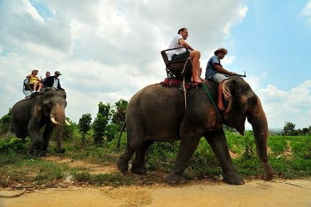 خانه سالمندان فیل ها پاتایا تایلند