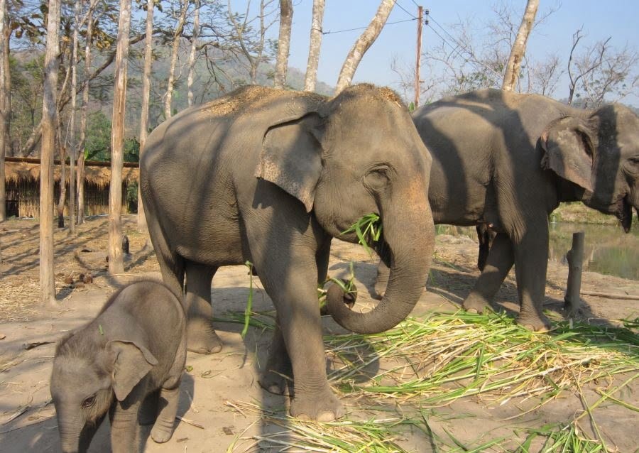 مزرعه فیل ها تایلند