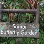 باغ پروانه ها سامویی تایلند