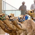 شتر در فرهنگ دبی
