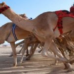 مسابقه شتر سواری دبی