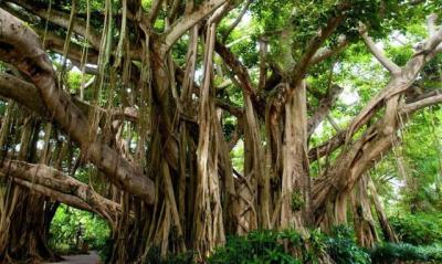 بزرگترین درخت مصنوعی جهان