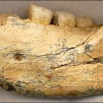 قدیمی ترین فسیل انسان