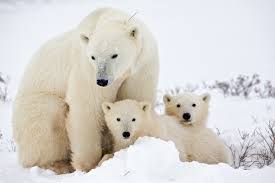 خرس های قطبی چرچیل