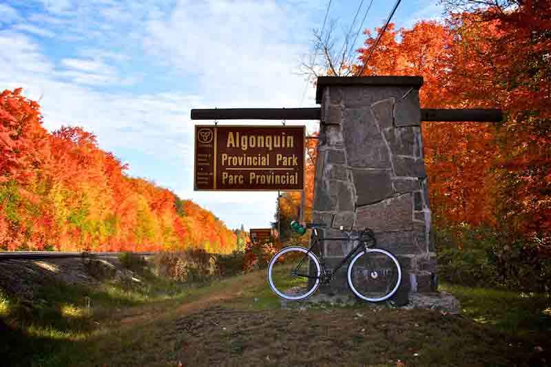 پارک جنگلی آلگونکین کانادا