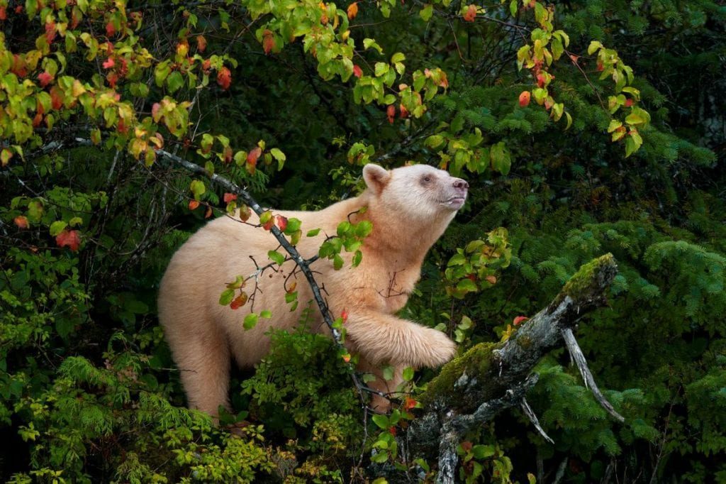 جنگل خرس بزرگ در کانادا