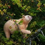 جنگل خرس بزرگ در کانادا