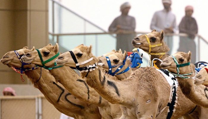 شتر در فرهنگ دبی