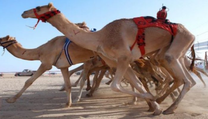مسابقه شتر سواری دبی