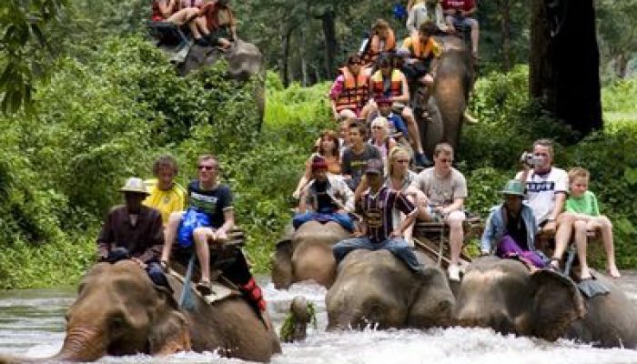 فیل سواری پوکت تایلند
