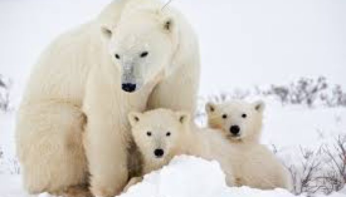 خرس های قطبی چرچیل